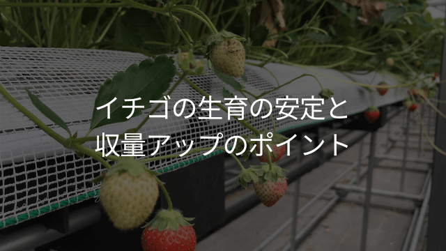 イチゴの生育の安定と収量アップのポイント