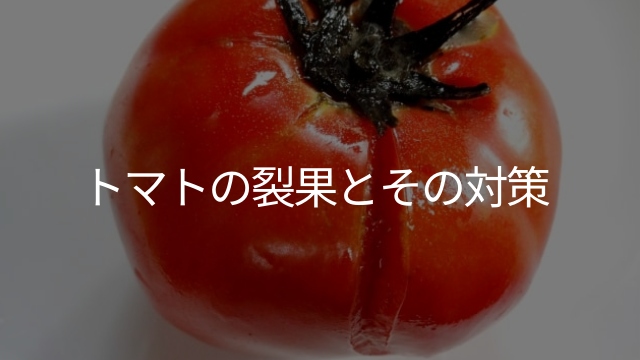 トマトの裂果とその対策