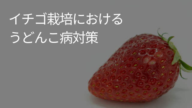 イチゴ栽培における うどんこ病 対策