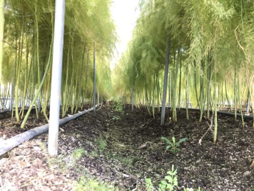 アスパラガスの潅水方法 栽培ステージや株の年生ごとの管理