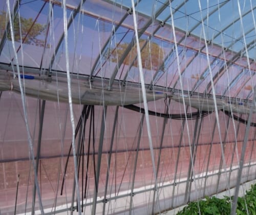 ビニールハウスの暑さ対策 高温期のハウス栽培と高温対策について