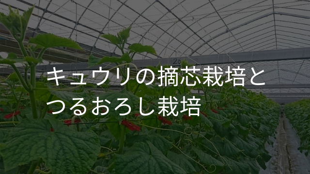 キュウリの摘心栽培とつるおろし栽培 特徴とメリット デメリットを解説