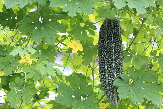 沖縄県の施設園芸と野菜生産② ー野菜生産出荷と気候、園芸用施設ー