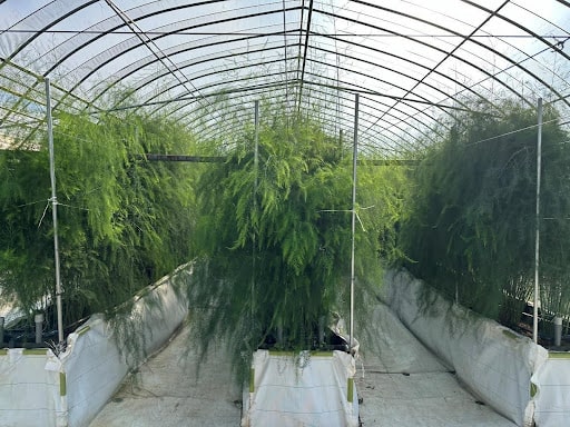 AI潅水施肥システムのゼロアグリ、アスパラガス高畝栽培