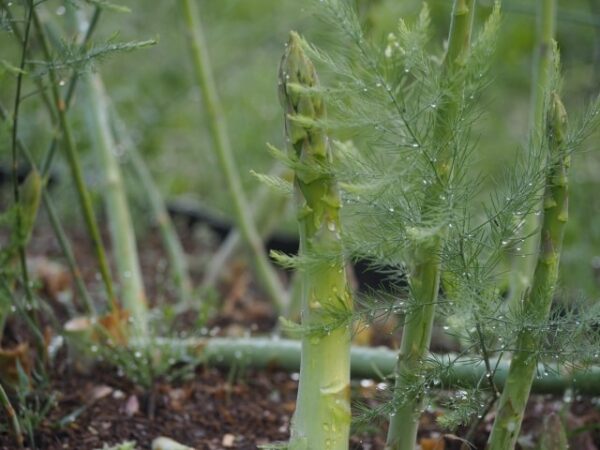 アスパラガス栽培での病害虫防除について