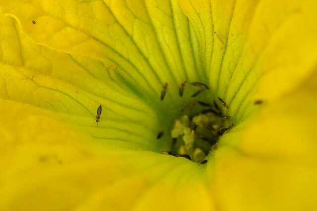 防除について③ ー生物的防除での天敵利用ー