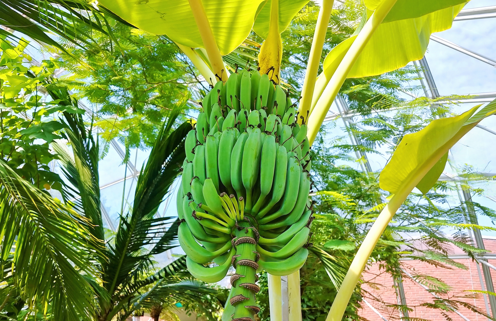 熱帯果樹の栽培 ー国産のバナナ栽培についてー