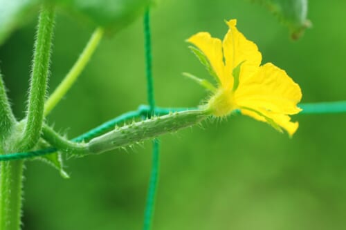 キュウリの花