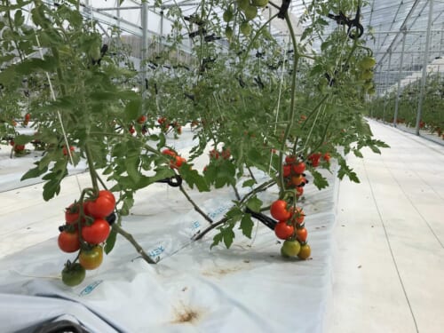 ミニトマトのハウス栽培
