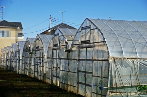 どう選ぶ？妥協できないビニールハウスの種類と選び方