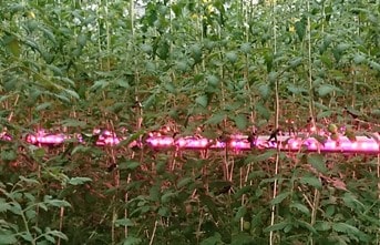 人工照明による補光