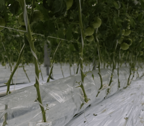 トマト土耕栽培の株元に設置された送風ダクト（CO2と温風の兼用）