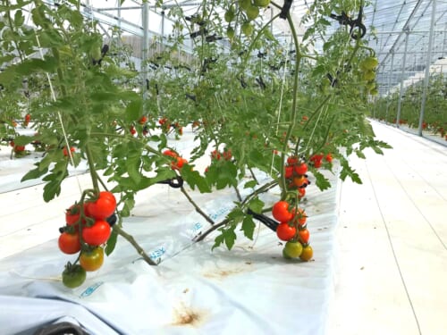 トマトの養液栽培